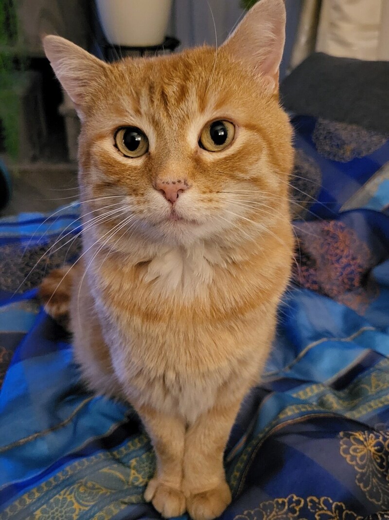 Fritzi ist ein prächtiger Kater (Bild: zVg)