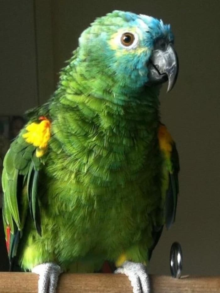 Keeping blue-fronted amazons requires a lot of experience. We are looking for a suitable place ...