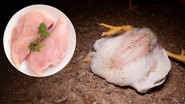 ¿Su filete procede del animal feliz, o del pobre pollo de engorde de la derecha? (Bild: adobestock VGT, Krone KREATIV,)