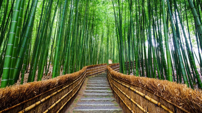 Smaragdgrün erscheint der Arashiyama Bambushain in Kioto durch das Sonnenlicht.
