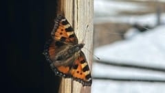 Verschlossene Fenster können für Falter das Todesurteil bedeuten. (Bild: Pexels.com)