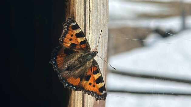 Closed windows can be a death sentence for butterflies. (Bild: Pexels.com)