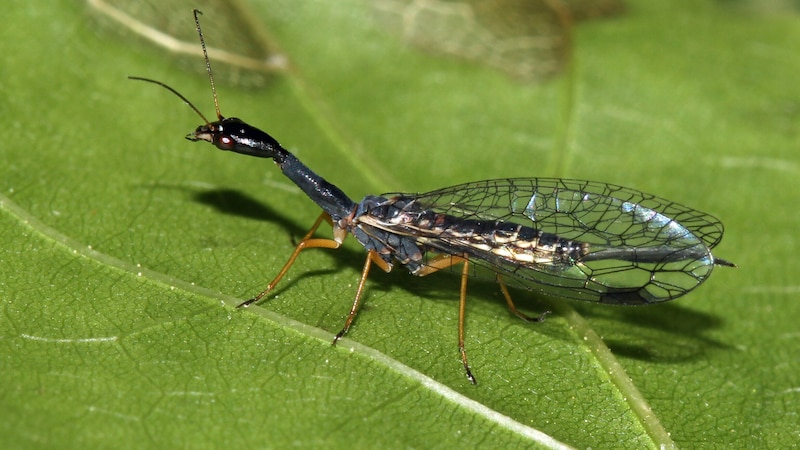 Die Insekten besitzen ein stark verlängertes erstes Brustsegment und einen langen, flachen Kopf, die beide sehr beweglich und in die Höhe gerichtet sind - daher auch der Name. (Bild: NATURSCHUTZBUND/HARALD BRUCKNER)