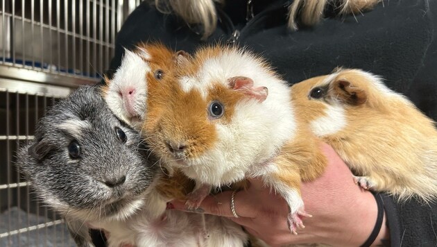 Diese entzückenden Meerschweinchen hat ein skrupelloser Tierhasser einfach ausgesetzt. Bei der Pfotenhilfe fanden die traumatisierten und von der Kälte geschwächten Nager Unterschlupf. (Bild: Pfotenhilfe)