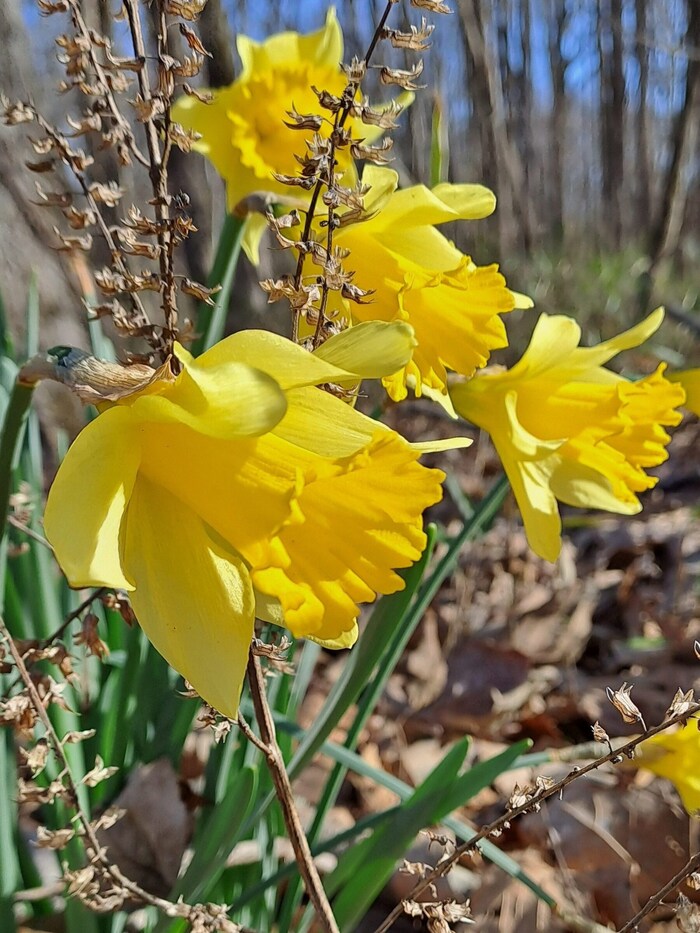 The daffodil.