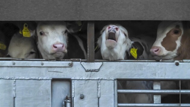 Le veau bio "Laura" hurle sa peur du haut de son camion. (Bild: VGT)