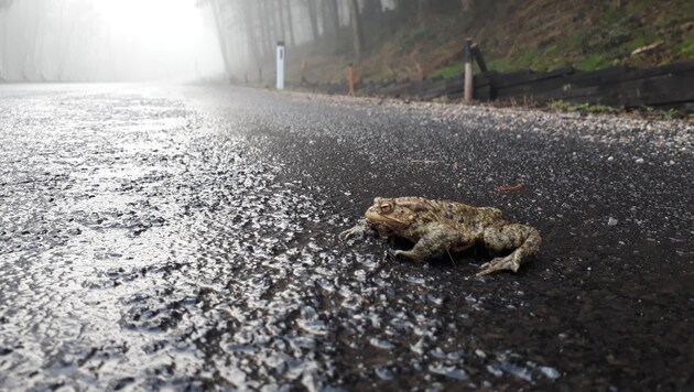 Toads are on the loose: Museum NÖ, the Nature Conservation Association and its volunteers urge drivers to be careful during the amphibian migration (Bild: Naturschutzbund NÖ)