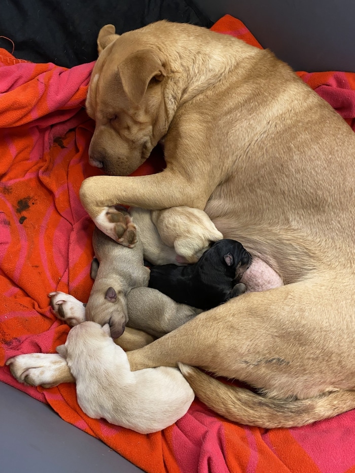 The dog took great care of her puppies.
