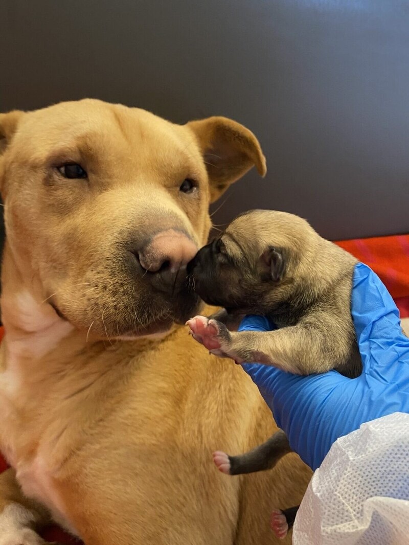 Die Hündin hat einen starken Mutter-Instinkt und beschützt ihre kleinen Lieblinge.  (Bild: TierQuarTier)