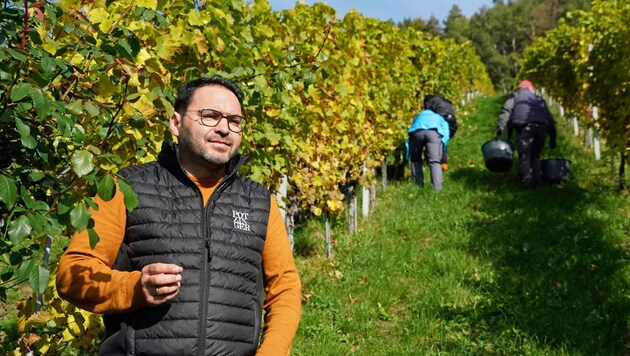Viticulture President Stefan Potzinger at his winery in southern Styria. Behind him, the grapes are being diligently harvested. (Bild: Sepp Pail)