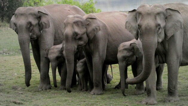 Asiatische Elefanten halten beim Tod ihres Nachwuchses besondere Trauerrituale ein. (Bild: Wikipedia/Adrita Ghosh 94 (CC BY-SA 4.0))
