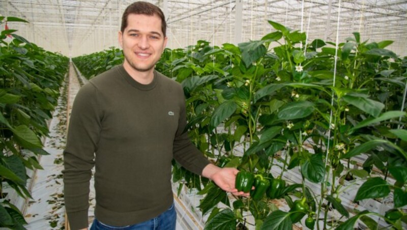 Patrick Haider von Perlinger Gemüse ist mit der Ware zufrieden. Paprika gibt es schon länger, seit kurzem sind auch die Paradeiser reif. (Bild: Charlotte Titz)