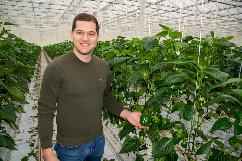Viele, bunte Vitamine - „Paradiesäpfel“aus Bezirk Neusiedl sind reif ...