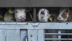 Zwei Tage lang wurde das Tiroler Bio-Kalb Laura, das sich hier wohl die Angst vom Tiertransporter brüllt, bis nach Apulien gekarrt. (Bild: VGT)