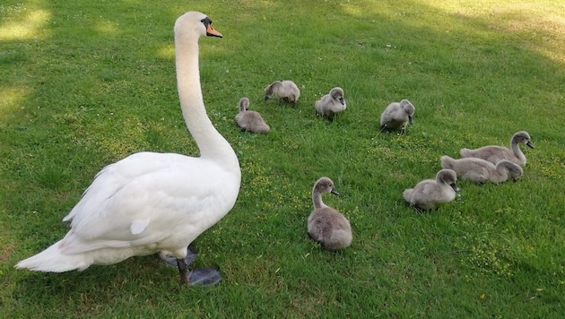The young swans can now continue to live in Garsten after all. (Bild: zVg)