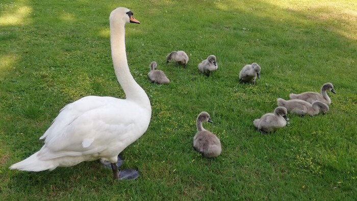 None of these chicks are likely to be alive anymore