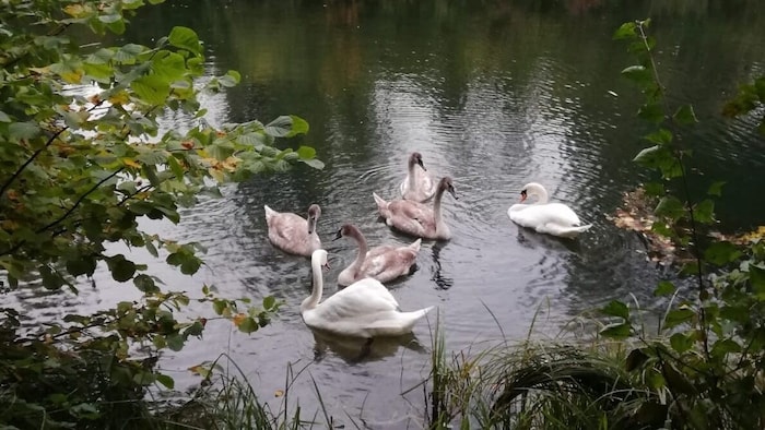 Disappeared swan family from Garsten
