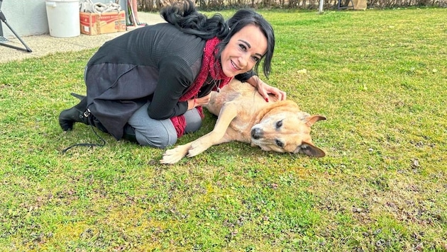Pop singer Nina Stern is helping to place the four-legged friend. Meanwhile, "Scooby" is waiting for a new home and lots of love. (Bild: Christian schulter)