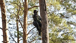 Ein Umweltaktivist auf einem Baum in Grünheide bei Berlin (Bild: AFP)