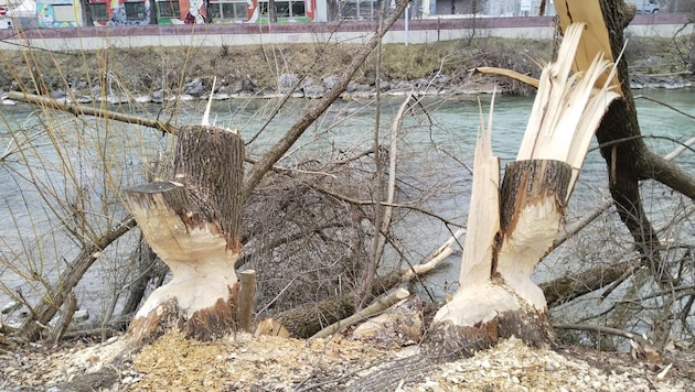 An der Sill in Innsbruck mussten vor kurzem Bäume gefällt werden: Biberschäden! (Bild: Peter Freiberger)