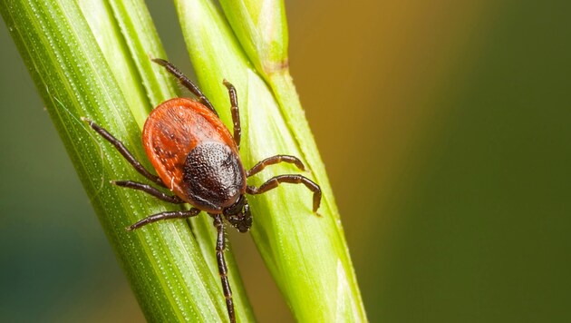Just sitting in the grass and relaxing is enough to bite a tick. (Bild: Risto Hunt ristohunt@yahoo.com)