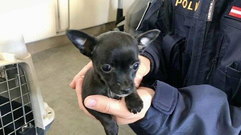 Einer der drei Pinscher-Welpen in guten Händen (Bild: Polizei OÖ)