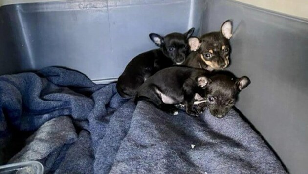 The police seized these three small Pinschers from the illegal puppy dealer (Bild: Polizei OÖ)