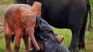 (Bild: kameraOne (Screenshot))