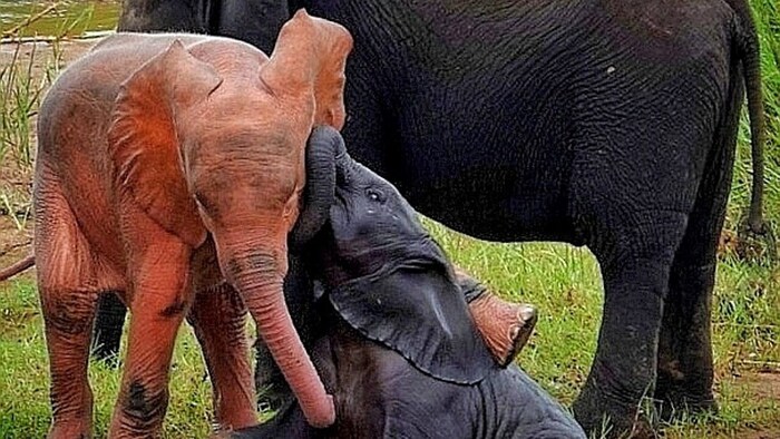 L'albinisme n'est présent que dans une naissance sur 10 000 chez les éléphants d'Afrique.