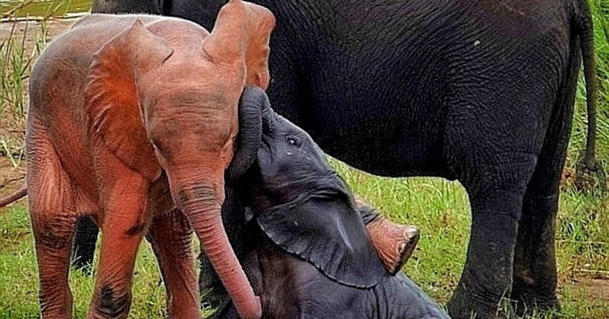 Pachyderme Albinos Un B b l phant Rose Aper u Dans Le Parc National pachyderme-albinos-un-b-b-l-phant-rose-aper-u-dans-le-parc-national