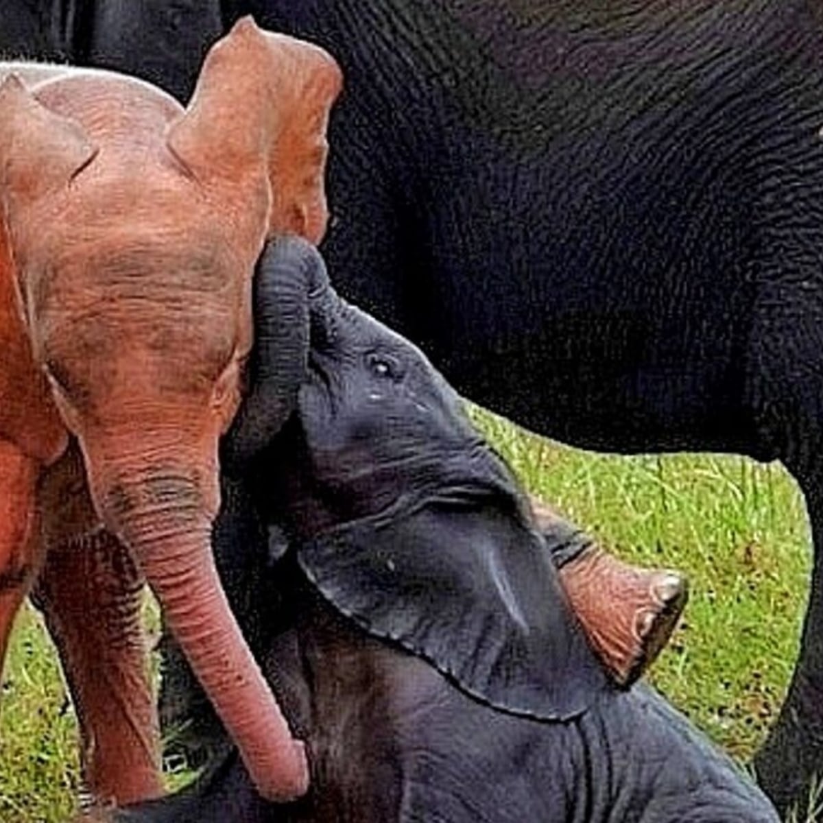Albino pachyderm - Pink baby elephant spotted in Kruger National Park | krone.at