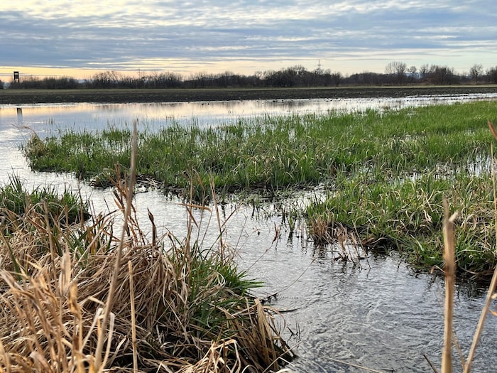 Beim Edelbach führt der Rückstau zu Überschwemmungen.