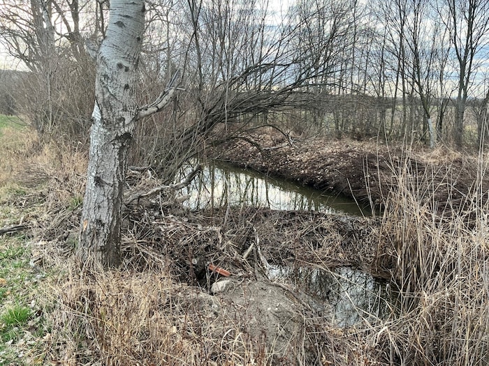 Einer der Biberdämme in Leithaprodersdorf.
