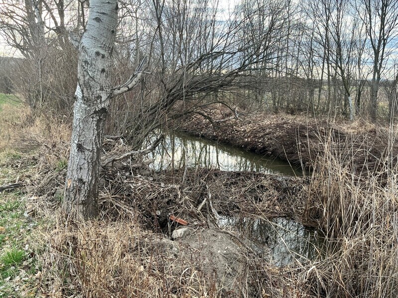 Einer der Biberdämme in Leithaprodersdorf. (Bild: Petra Klikovits)