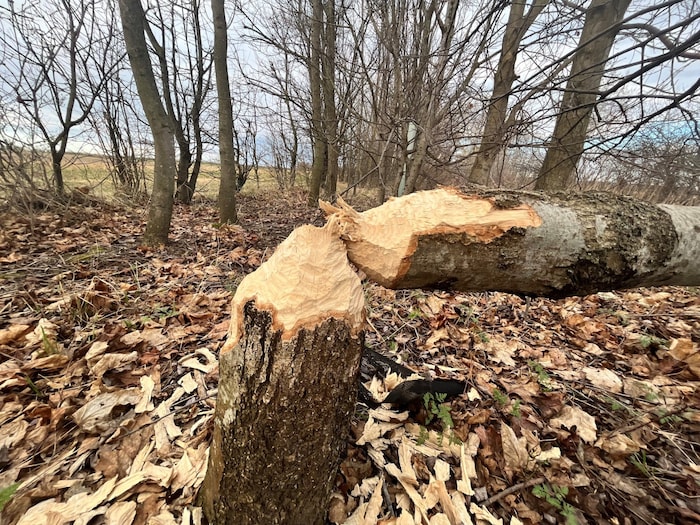 Die angeknabberten Bäume beim Windschutzgürtel.