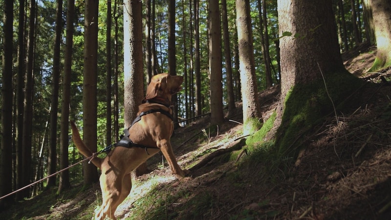 Die Suche im Gelände ist schweißtreibend. (Bild: K9Pro/RTL)
