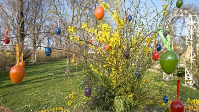 Ganze 70.000 Frühlingsblumen wollen in den Blumengärten bestaunt werden. (Bild: MA 42 / Lois Lammerhuber)