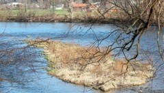 Naturschützer sehen den Lebensraum der Huchen durch das geplante Murkraftwerk in Stübing gefährdet.  (Bild: Christian Jauschowetz)