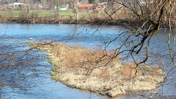Naturschützer sehen den Lebensraum der Huchen durch das geplante Murkraftwerk in Stübing ...