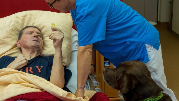 Doris Karasek with Abby at Rudi's bedside. He can hardly communicate after a brain haemorrhage, but the dog helps him to formulate words. (Bild: Charlotte Titz)