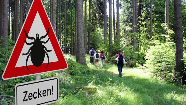 Anyone out and about in meadows and forests at the moment should be careful. (Bild: Heiko Barth – stock.adobe.com)