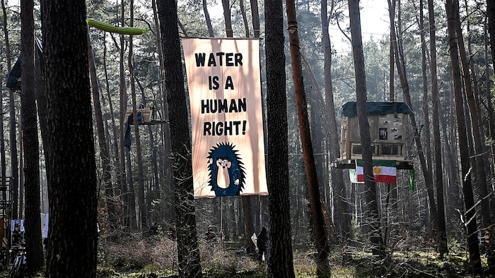 This forest is to be cleared for the further expansion of the Tesla plant in Grünheide. ...