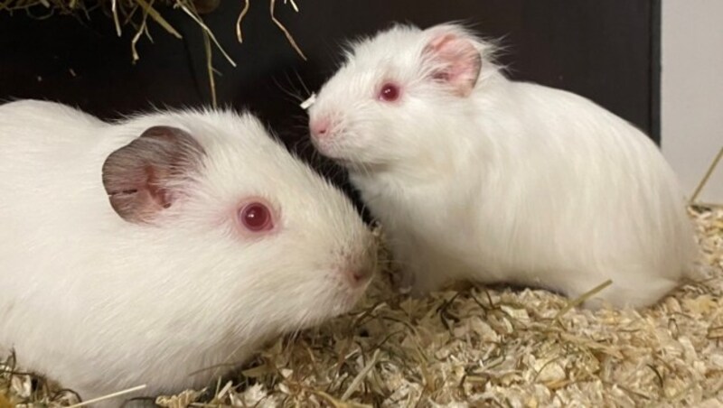 Die Meerschweinchen Muffin und Mint (Bild: Tierschutzheim Vorarlberg)