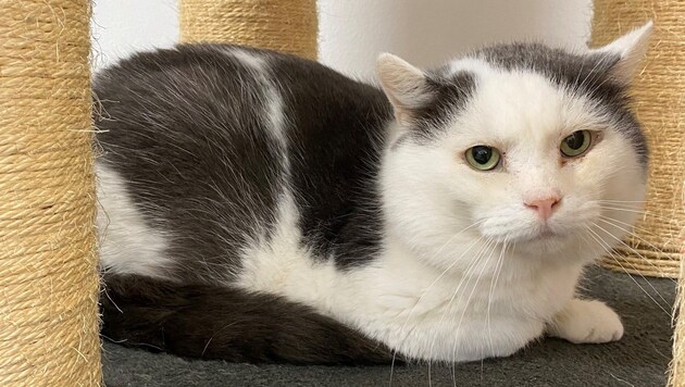 Wer hat ein Herz für Kater Monti? (Bild: Tierschutzheim Vorarlberg)
