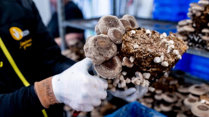 The Perschling mushrooms sprout abundantly on valuable organic nutrients 
