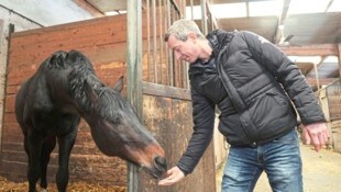 Zuchis Pferde müssen sich aktuell mit dem Stall begnügen. (Bild: Sepp Pail)