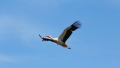 Der erste gefiederte „Heimkehrer“ dieses Jahres im Anflug auf Marchegg (Bild: Michael Stelzhammer/WWF)