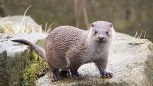 Der Fischotter gehört nicht mehr zu den bedrohten Arten - und trägt jetzt selbst zur Gefährdung der Bachforelle bei. (Bild: Gabriele Moser)