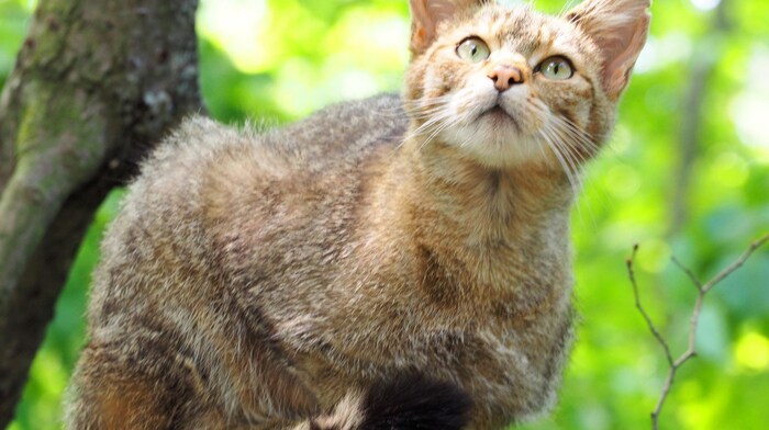 Wildkatze: Einst war sie europaweit beheimatet. Heute streift sie wieder durch Niederösterreich ...