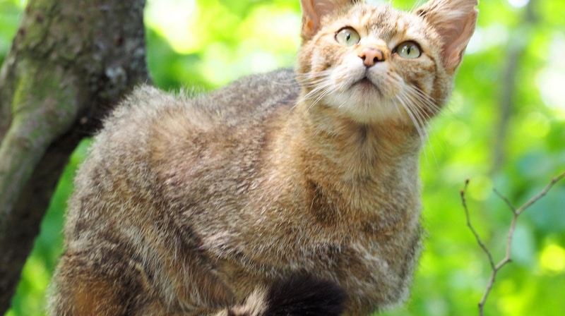 Wildkatze: Einst war sie europaweit beheimatet. Heute streift sie wieder durch Niederösterreich und Kärnten. (Bild: Gabriele Moser )